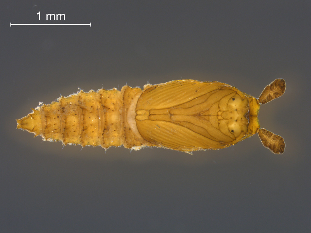 Psychodidae pupa